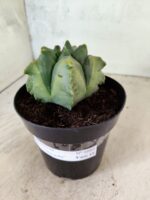 MATRIZ ASTROPHYTUM Myriostigma FUKURYU "VARIEGATA" Nº 1089 – vaso 15 - Imagem 10