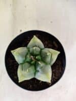 MATRIZ ASTROPHYTUM Myriostigma FUKURYU "VARIEGATA" Nº 1089 – vaso 15 - Imagem 3