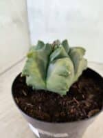 MATRIZ ASTROPHYTUM Myriostigma FUKURYU "VARIEGATA" Nº 1089 – vaso 15 - Imagem 9