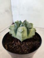 MATRIZ ASTROPHYTUM Myriostigma FUKURYU "VARIEGATA" Nº 1089 – vaso 15 - Imagem 8