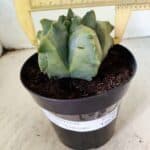 MATRIZ ASTROPHYTUM Myriostigma FUKURYU "VARIEGATA" Nº 1089 – vaso 15