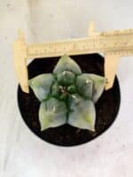 MATRIZ ASTROPHYTUM Myriostigma FUKURYU "VARIEGATA" Nº 1089 – vaso 15 - Imagem 5