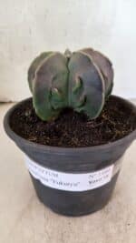 MATRIZ ASTROPHYTUM Myriostigma FUKURYU Nº 1160 – vaso 15 - Imagem 2