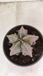 MATRIZ ASTROPHYTUM Myriostigma FUKURYU Nº 1160 – vaso 15 - Imagem 3