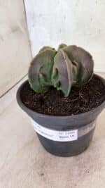 MATRIZ ASTROPHYTUM Myriostigma FUKURYU Nº 1160 – vaso 15 - Imagem 9