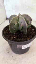 MATRIZ ASTROPHYTUM Myriostigma FUKURYU Nº 1160 – vaso 15 - Imagem 8
