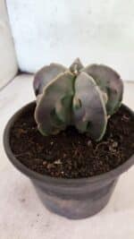 MATRIZ ASTROPHYTUM Myriostigma FUKURYU Nº 1160 – vaso 15 - Imagem 7