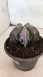 MATRIZ ASTROPHYTUM Myriostigma FUKURYU Nº 1160 – vaso 15 - Imagem 6