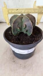 MATRIZ ASTROPHYTUM Myriostigma FUKURYU Nº 1160 – vaso 15 - Imagem 4