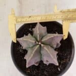 MATRIZ ASTROPHYTUM Myriostigma FUKURYU Nº 1160 – vaso 15