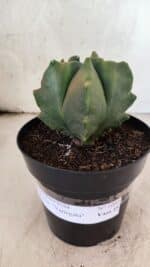 MATRIZ ASTROPHYTUM Myriostigma FUKURYU "VARIEGATA" Nº 1091 – vaso 15 - Imagem 2