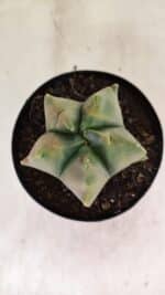 MATRIZ ASTROPHYTUM Myriostigma FUKURYU "VARIEGATA" Nº 1091 – vaso 15 - Imagem 3