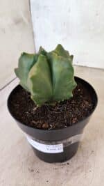 MATRIZ ASTROPHYTUM Myriostigma FUKURYU "VARIEGATA" Nº 1091 – vaso 15 - Imagem 10