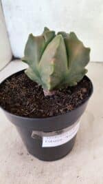 MATRIZ ASTROPHYTUM Myriostigma FUKURYU "VARIEGATA" Nº 1091 – vaso 15 - Imagem 7