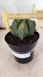 MATRIZ ASTROPHYTUM Myriostigma FUKURYU "VARIEGATA" Nº 1091 – vaso 15