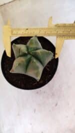 MATRIZ ASTROPHYTUM Myriostigma FUKURYU "VARIEGATA" Nº 1091 – vaso 15 - Imagem 6