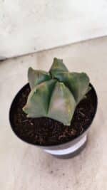 MATRIZ ASTROPHYTUM Myriostigma FUKURYU "VARIEGATA" Nº 1091 – vaso 15 - Imagem 5