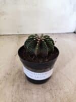 GYMNOCALYCIUM Friedrichii LB 2178 - Nº 596 – vaso 09 - Imagem 2