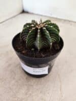 GYMNOCALYCIUM Friedrichii LB 2178 - Nº 596 – vaso 09 - Imagem 7