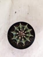 GYMNOCALYCIUM Friedrichii LB 2178 - Nº 596 – vaso 09 - Imagem 3