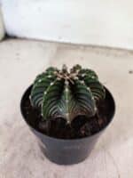 GYMNOCALYCIUM Friedrichii LB 2178 - Nº 596 – vaso 09 - Imagem 6