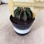 GYMNOCALYCIUM Friedrichii LB 2178 - Nº 596 – vaso 09