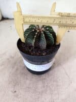 GYMNOCALYCIUM Friedrichii LB 2178 - Nº 596 – vaso 09