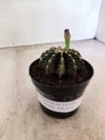 GYMNOCALYCIUM Friedrichii LB 2178 - Nº 598 – vaso 09 - Imagem 2