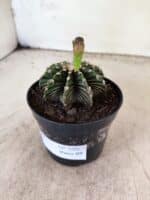 GYMNOCALYCIUM Friedrichii LB 2178 - Nº 598 – vaso 09 - Imagem 5