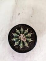 GYMNOCALYCIUM Friedrichii LB 2178 - Nº 598 – vaso 09 - Imagem 3