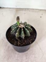 GYMNOCALYCIUM Friedrichii LB 2178 - Nº 598 – vaso 09 - Imagem 6
