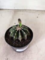 GYMNOCALYCIUM Friedrichii LB 2178 - Nº 598 – vaso 09 - Imagem 7