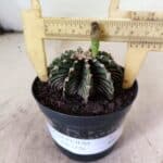 GYMNOCALYCIUM Friedrichii LB 2178 - Nº 598 – vaso 09