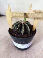 GYMNOCALYCIUM Friedrichii LB 2178 - Nº 598 – vaso 09