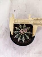 GYMNOCALYCIUM Friedrichii LB 2178 - Nº 598 – vaso 09 - Imagem 8