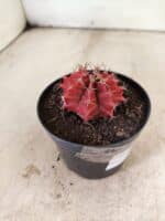 GYMNOCALYCIUM Mihanovichii  Nº 610 – vaso 09 - Imagem 6