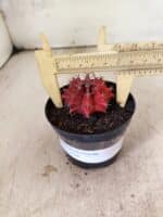 GYMNOCALYCIUM Mihanovichii  Nº 610 – vaso 09 - Imagem 4