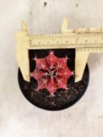 GYMNOCALYCIUM Mihanovichii  Nº 610 – vaso 09 - Imagem 5