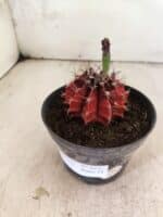 GYMNOCALYCIUM Mihanovichii Nº 612 – vaso 11 - Imagem 8