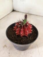 GYMNOCALYCIUM Mihanovichii Nº 612 – vaso 11 - Imagem 7