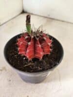 GYMNOCALYCIUM Mihanovichii Nº 612 – vaso 11 - Imagem 5