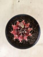 GYMNOCALYCIUM Mihanovichii Nº 612 – vaso 11 - Imagem 3