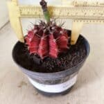 GYMNOCALYCIUM Mihanovichii Nº 612 – vaso 11