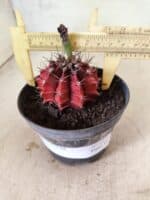 GYMNOCALYCIUM Mihanovichii Nº 612 – vaso 11