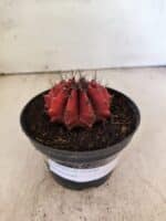 GYMNOCALYCIUM Mihanovichii Nº 614 – vaso 11 - Imagem 2
