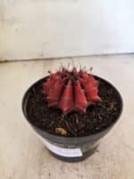 GYMNOCALYCIUM Mihanovichii Nº 614 – vaso 11 - Imagem 8