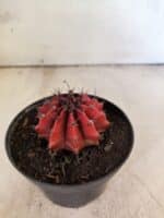 GYMNOCALYCIUM Mihanovichii Nº 614 – vaso 11 - Imagem 7
