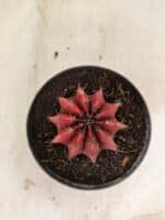 GYMNOCALYCIUM Mihanovichii Nº 614 – vaso 11 - Imagem 3