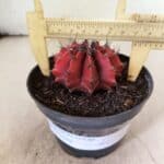 GYMNOCALYCIUM Mihanovichii Nº 614 – vaso 11