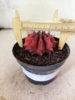 GYMNOCALYCIUM Mihanovichii Nº 614 – vaso 11